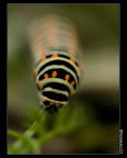 Infinite caterpillar Infinite caterpillar