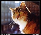 Occhi di Gatto Occhi di Gatto