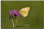 Colias Colias