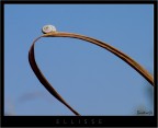 ellisse ellisse