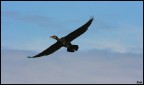 Cormorano Cormorano
