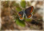 Aricia agestis Aricia agestis