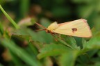 Falena gialla Falena gialla