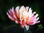 Fiore Fiore