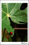 Lady Bird Lady Bird