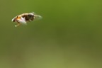 Volando nel Verde Volando nel Verde