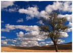 ......the lonely tree.....