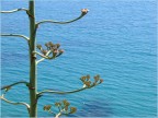 mare... mare...