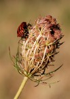 Graphosoma