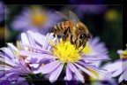 bee bee bee bee