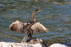 Cormorano Cormorano