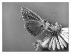 ::: ELEGANCE ::: ::: ELEGANCE :::