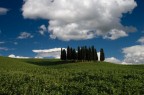 Cipressi Cipressi