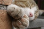 sleeping sleeping