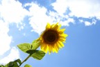 sunflower sunflower