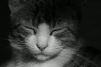 Chinese Peppe B&W Chinese Peppe B&W