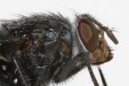 Mosca 1 Mosca 1