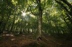 sotto il grande albero sotto il grande albero