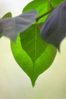 foglia foglia