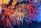 Riccio saetta e corallo rosso Riccio saetta e corallo rosso