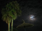 caraibic night.. caraibic night..