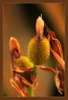 Fiore 1 Fiore 1