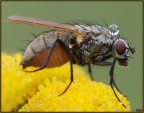 Mosca con serbatoio Mosca con serbatoio