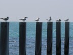 al mare al mare