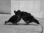 bacio bacio