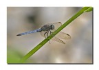 Orthetrum cancellatum 2 Orthetrum cancellatum 2
