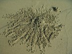 lavori certosini dei granchi..... lavori certosini dei granchi.....