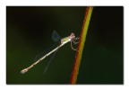 Lestes viridis 2 Lestes viridis 2