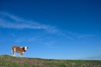 sua bovinità d innanzi al cielo sua bovinità d innanzi al cielo