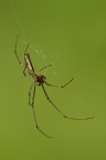 Aracnide Aracnide