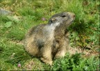 Marmotta
