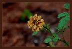 Fiori 2 Fiori 2