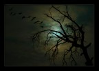 notturno notturno