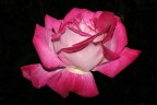 Rosa nel nero Rosa nel nero