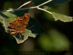 Polygonia (Vanessa-C)