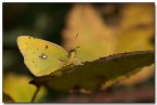 Tutto giallo Tutto giallo