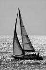 Vela Vela
