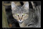 gatto matto gatto matto