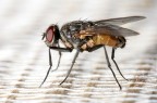 Mosca (3) Mosca (3)