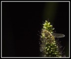 Mosca Moschettiere ORO Mosca Moschettiere ORO