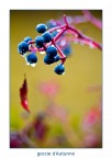 goccie d'Autunno