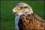 Aquila Aquila