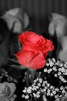 una rosa rossa una rosa rossa