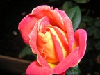 Rosa Rosa