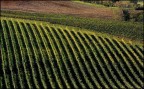 Artisti vignaioli Artisti vignaioli