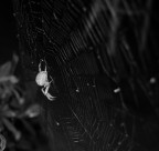 primo tentativo in b/n